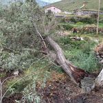 Ardahan'da şiddetli fırtına ağaçları kökünden söktü