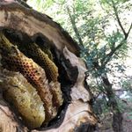 Doğada kendiliğinden üretiliyor, Erzincan’da hasat ediliyor