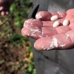 Dünyaca ünlü ispir fasulyesinde hasat hazırlığı