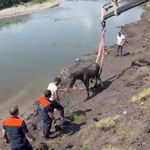 Kura Nehri'nde bataklığa saplanan at vinç yardımıyla kurtarıldı