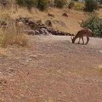 Malatya'da dağ keçileri görüntülendi