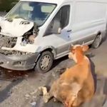 Minibüsün çarptığı inekler son anda kesildi