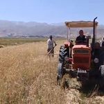 Sıcak hava çiftçiyi durdurmadı, hasat başladı