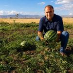Ağrı'da yetişen kavun ve karpuzlar tezgâhlara hazırlanıyor