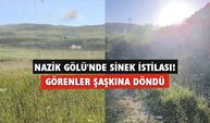 Nazik Gölü'nde sinek istilası! Görenler şaşkına döndü