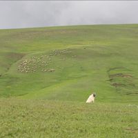 Bitlis