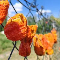 Ahlat