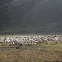 Bitlis