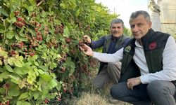 Yüksekova'da böğürtlen bereketi