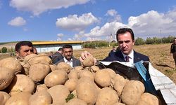 Ahlat'ta patates hasadı başladı