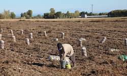 Ahlat’ta patates hasadı sürüyor