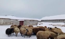 Şiddetli soğuklar besicileri zorluyor