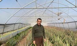 Derecik’in aloe vera üreticisi pazarlama sıkıntısı yaşıyor