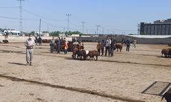 Iğdır hayvan pazarı geçici olarak kapatıldı