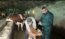 Şap ile mücadele: 5 bin büyükbaş aşılandı.