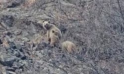 Tunceli’de kış uykusuna yatmayan ayı ailesi görüntülendi