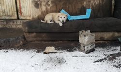 Terk Edilmiş Kanepe Yavru Köpeğe Yuva Oldu