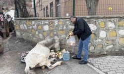 Açlık ve yorgunluktan yere yığılan katır hayata tutundu