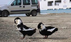 Keban Baraj Gölü zengin fauna çeşitliliği ile dikkat çekiyor