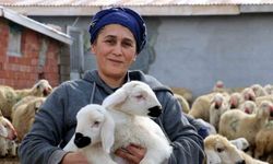 Kuzuların anneye kavuşma sevincini hiç böyle görmediniz!