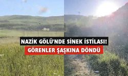 Nazik Gölü'nde sinek istilası! Görenler şaşkına döndü