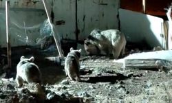 Ayı ailesi şantiyede yiyecek aradı