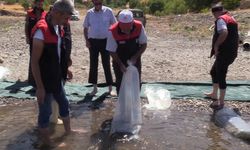 Doğaya  17 milyon yavru sazan bırakılması planlanıyor.