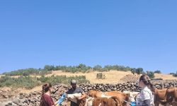 Elazığ büyükbaş hayvanlara yönelik  aşılama çalışması