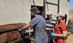 Elazığ’da besilik ithal hayvanlarda numune çalışması yapıldı