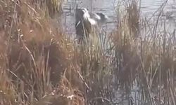 Elazığ’da koruma altındaki su samuru görüntülendi