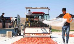 Elazığ’dan dünyaya kurutulmuş domates ihracatı