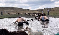 Kars’ta sıcaktan etkilenen koyunları derede serinlettiler