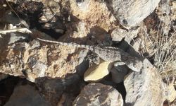 Kırmızı listedeydi Tunceli’de görüldü