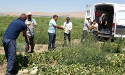 Sıhke kavununun hasadına başlandı