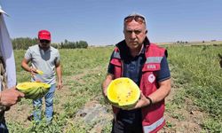 Van’da sarı karpuz hasadı