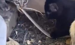 Yavru kedilerin yılanla oynaması kamerada