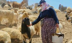 Yüksekova’da süt hijyeni eğitimi sürüyor