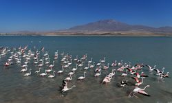 Arin Gölü flamingolarla renkleniyor