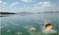 Bitlis'te sazangiller av yasağı sona eriyor