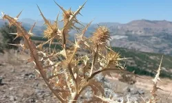 Bedava toplanıp 10 bin liradan satılıyor: Çevresinde olanlar yaşadı
