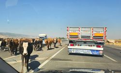 Bitlis-Muş karayolunda tehlike: Yola çıkan hayvanlar kazalara davetiye çıkarıyor