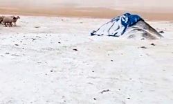 Diyadin’de Eylül’de yağan kar köyü beyaza bürüdü