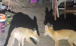 Erzincan Kemaliye’de tilkiler her akşam aynı bahçeye geliyor