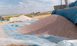 Ahlat’ta ilk kez denendi! Çiftçi verimden memnun
