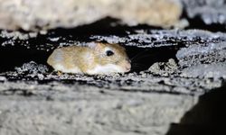 Kırmızı listede yer alıyor, Tatvan'da görüntülendi