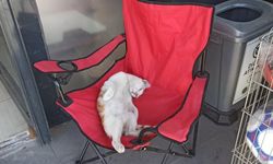 Kamp sandalyesinde keyif çatan kedi görenleri gülümsetti