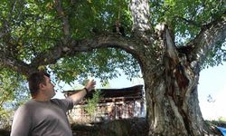 620 yıllık ceviz ağacında hasat