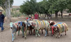 Kars’ta asırlık "koç katım" geleneği renkli görüntülere sahne oldu