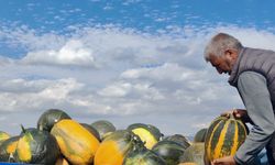 Bitlis’te en çok kara kabak tercih ediliyor