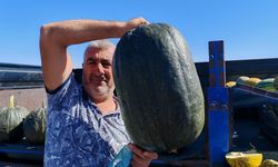 Bitlis’te dev kara kabaklara yoğun ilgi